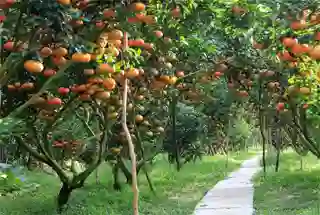 fruit_orchard
